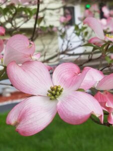 Dogwood blossom