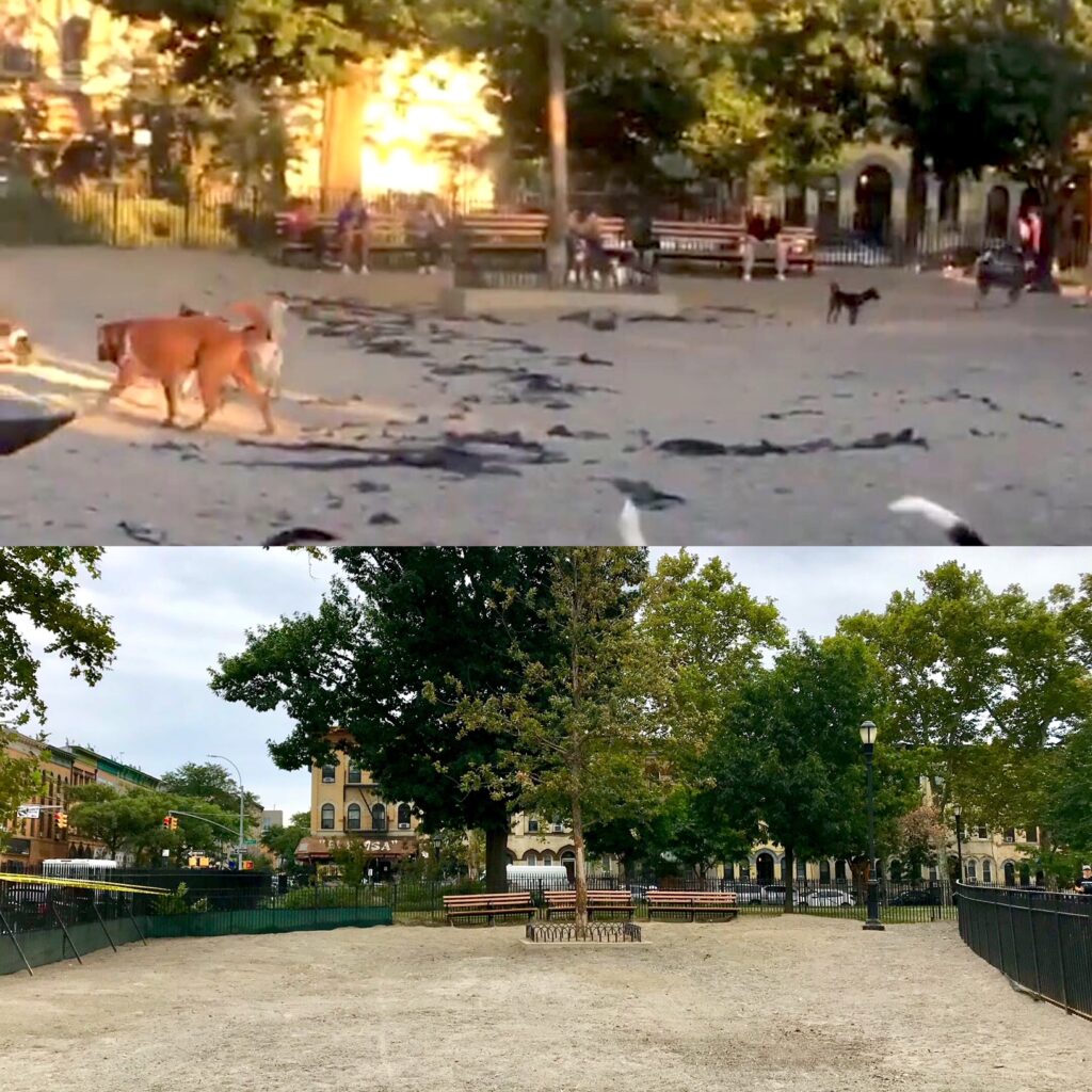 The dog run before and after its first cleanup, 2017. Photo: Amy Willard.
